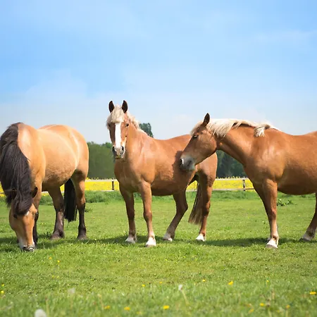 Hennies מלון איזרנהאגן