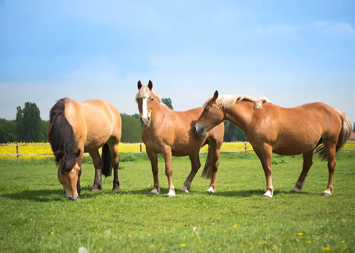 横尼伊斯酒店 酒店 伊塞尔恩哈根